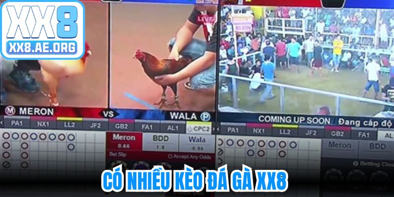 Có nhiều kèo đá gà XX8