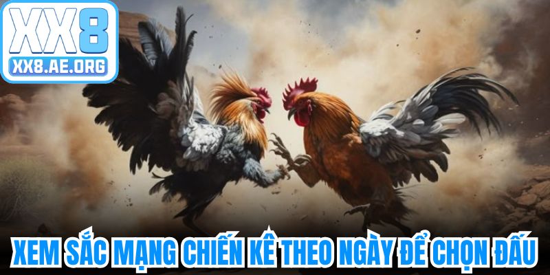 Xem màu mạng đá gà theo ngày để chọn đấu